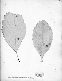 Gymnosporangium sabinae image